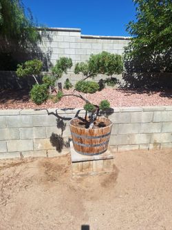 Bonsai tree