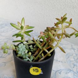 Succulents Plant