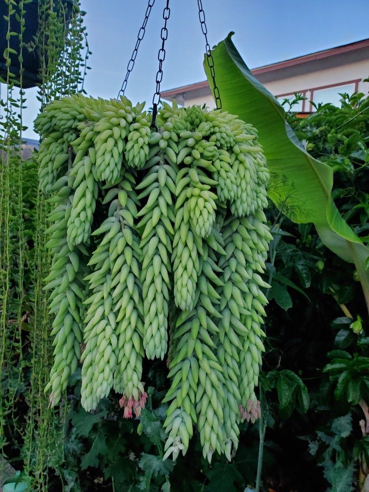 Hanging SUCCULENT