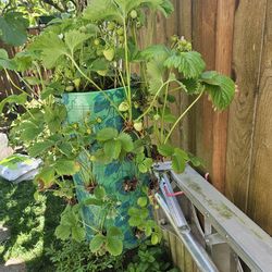 Garden Plant Strawberry In Handing Container