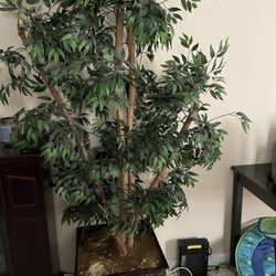 Decorative Trees