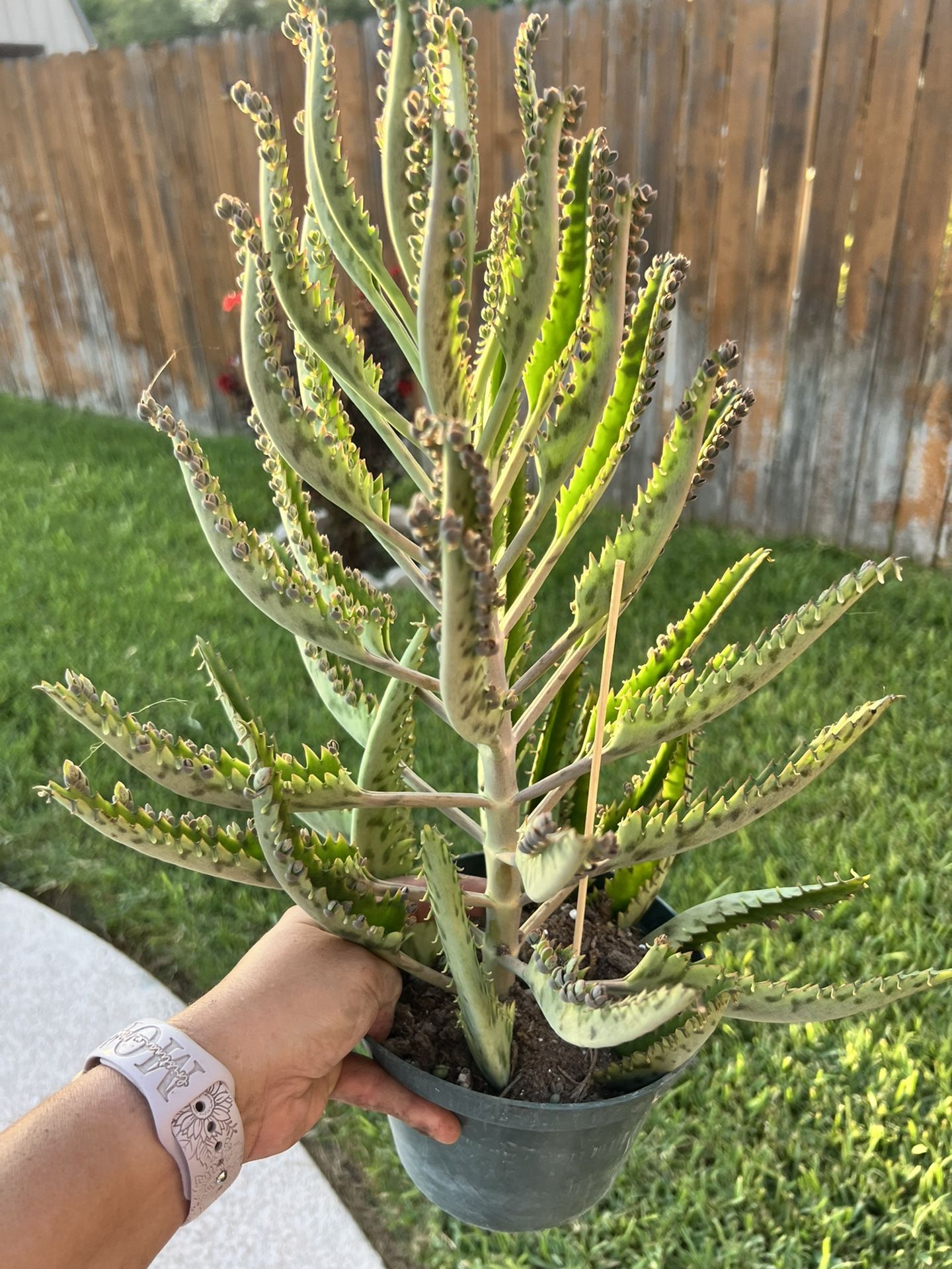 Large Mother If Thousands Succulent - Large Kalanchoe Mala Madre