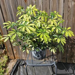Variegated Dwarf Umbrella Tree live plants