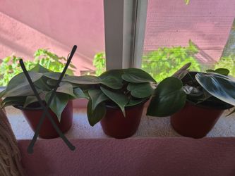 Philodendron