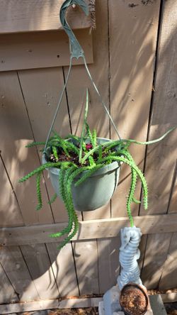 Red dragon succulent