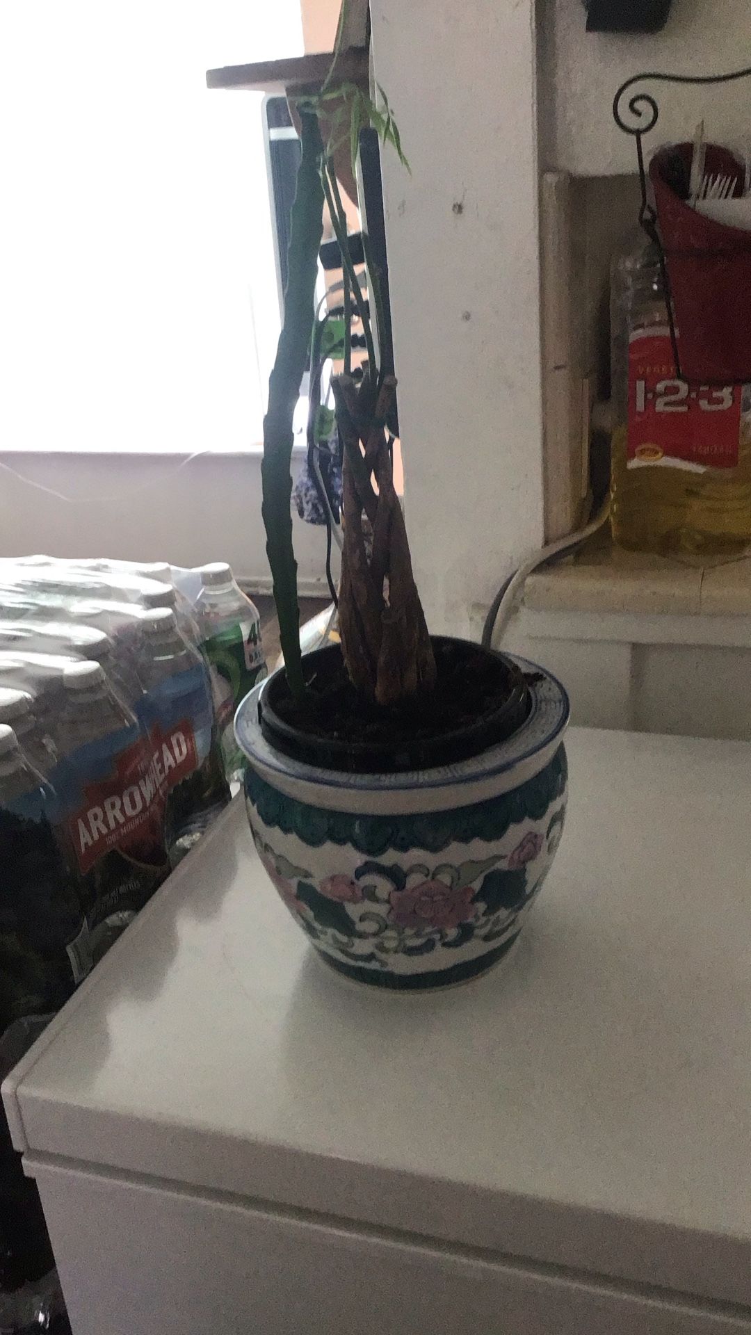 Dragon Fruit And Money Tree