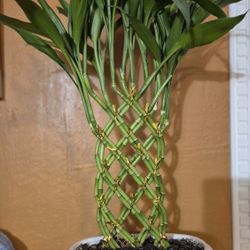 Big Bamboo Arrangement