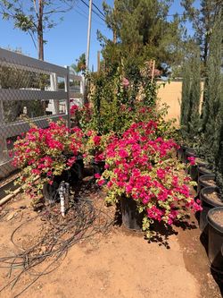 Bougainville 15 gal