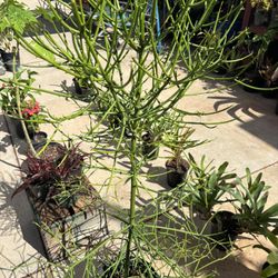 4ft Tall Firestick Potted Plant