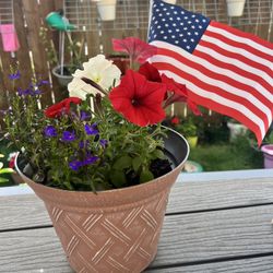Beautiful flowers in the colors of the flag, with a flag. Available 5 Item. 1-gallon pot capacity.