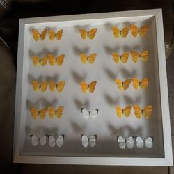 Framed Butterfly Art