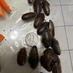 Reptile Feeder Dubia XL