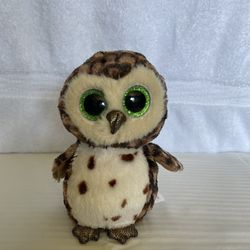 Small Owl “Sammy”