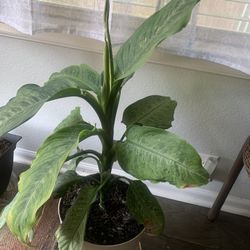 Nice indoor plant!   Potted.  Please 