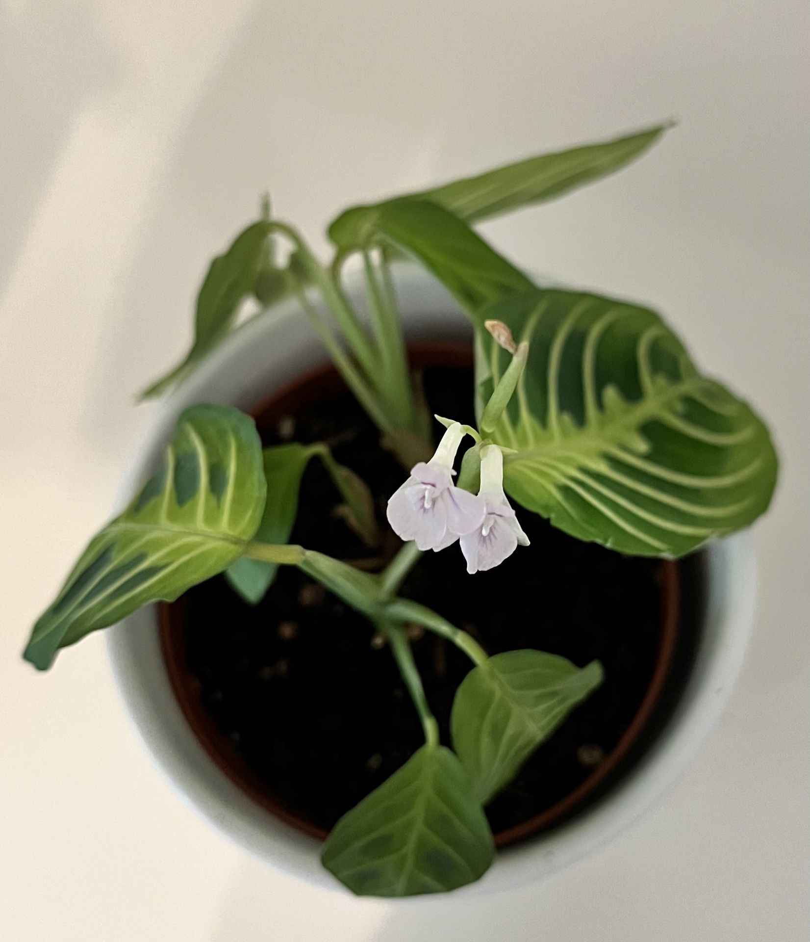 Small Flowering Prayer Plant