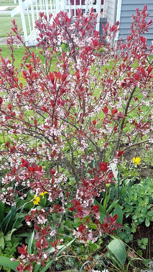 Sand cherry, dwarf leaf plants for Sale in Everett, WA OfferUp