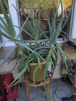 Aloe vera