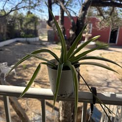 Spider Plant
