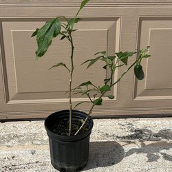 Hot Pepper 🌶️ Plant