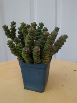 Succulent