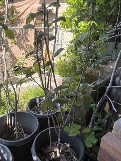 Cherimoya Tree