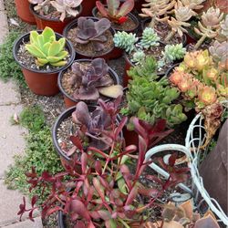 Succulent Plants For $4 Each 