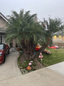 Palmtrees
