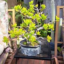 BANZAI  TREE. $40.  OBO