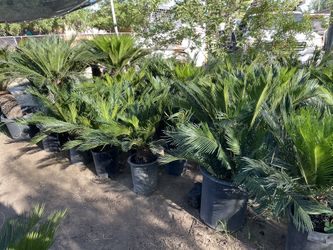 Sego Palms 