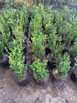 Plants