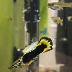 Aquarium Decorations 