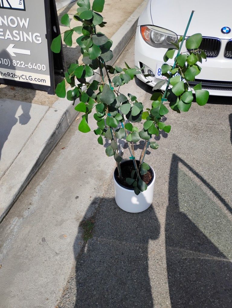 (New) Ficus Triangularis Plant 4ft with Ceramic Vase 