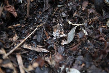 FREE Pre - Compost / Fill Dirt and FREE Delivery!