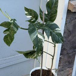 variegated Epipremnum pinnatum, likely the 'Albo Variegata