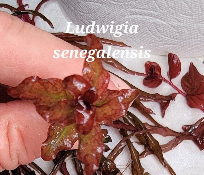 Aquarium Red Plant Pack $20 for All Details In The Picks