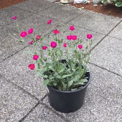 Rose Campion Perennial Plants — $15