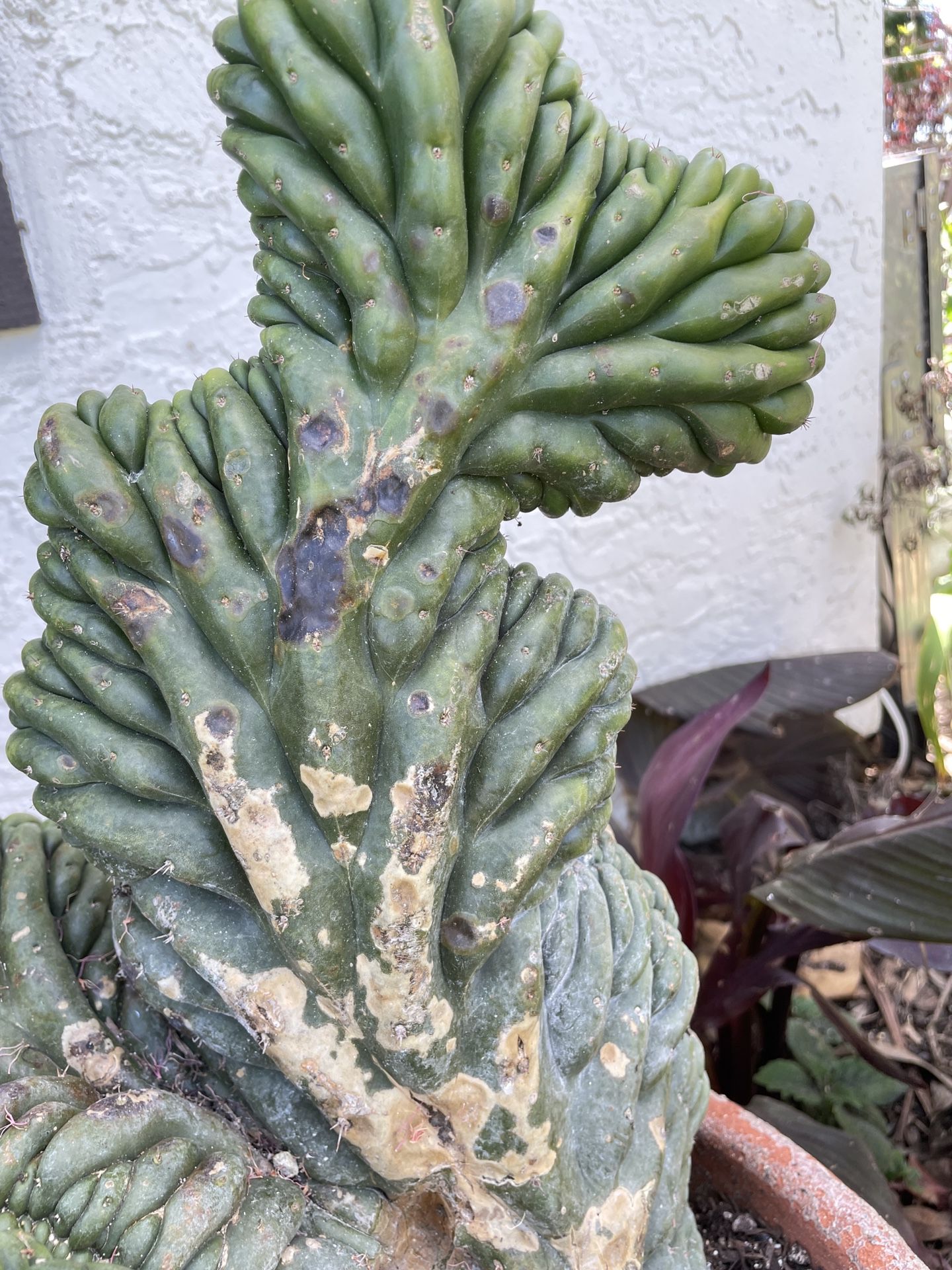 Potted Crested San Pedro Succulent 
