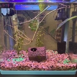 Small Aquarium