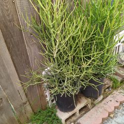 Firestick,Jade Succulents 