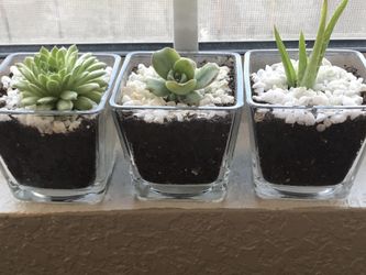 Succulent’s