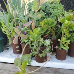 Juego De #10 Plantas Suculentas En Botes De Metal $60