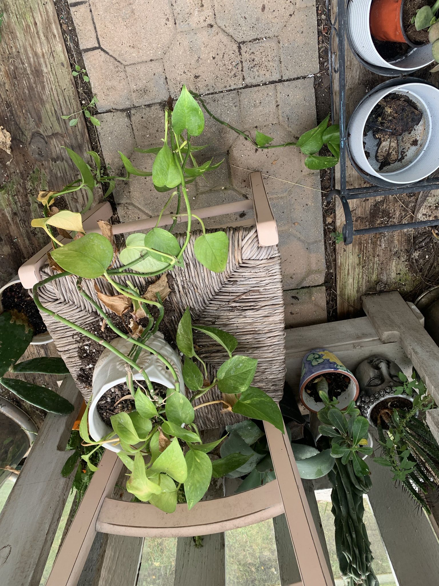 Golden Pathos Plant!! $5!!