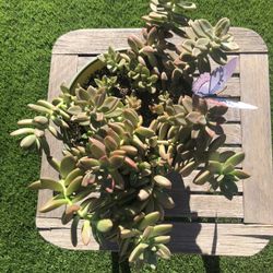 Graptosedum BRONZE VERA HIGGINS Succulent Plant 