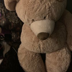  Teddy Bear