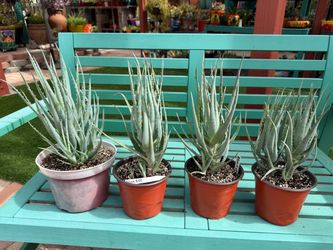 BLUE ELF Aloe Succulent Plants