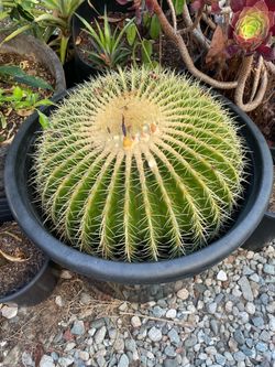 Golden Barel cactus 65”