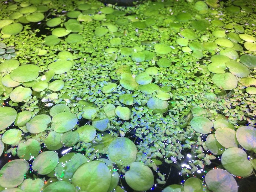 Frogbit and buckweeds floating plant for fresh water Aquarium!