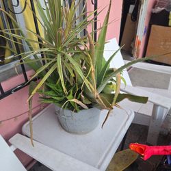 Succulent, Make A Offer