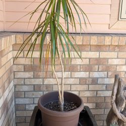Two Plants With Large Black Plant Holders