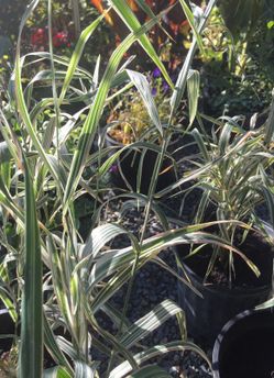 Variegated grass